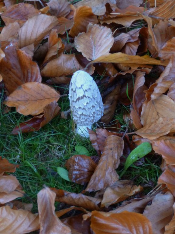 Magpie inkcap (young)